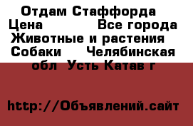 Отдам Стаффорда › Цена ­ 2 000 - Все города Животные и растения » Собаки   . Челябинская обл.,Усть-Катав г.